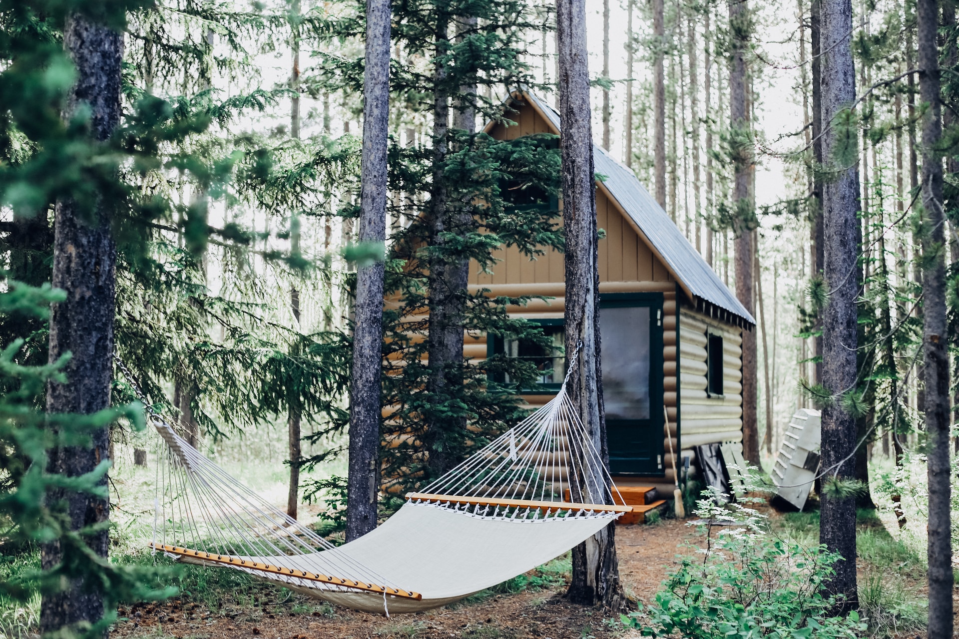House in forest